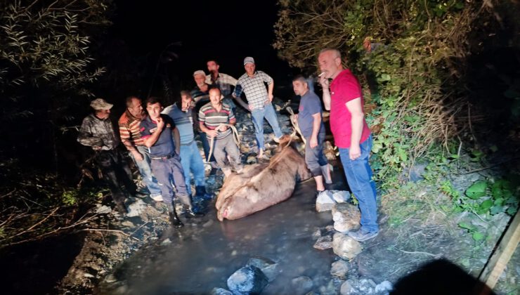 KÖPRÜDEN DÜŞEN İNEK KURTARILDI