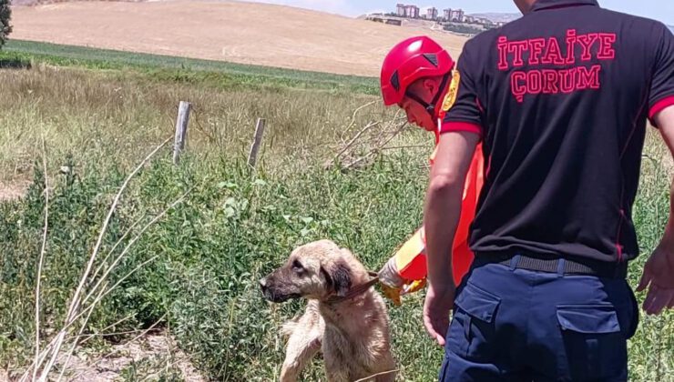 Su Kuyusuna Düşen Köpeği İtfaiye Ekipleri Kurtardı