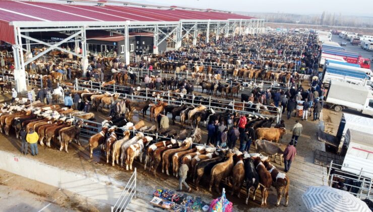 ÇORUM’DA HAYVAN PAZARI KAPATILDI